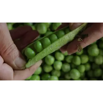green peas (6)-9655374-80061.webp